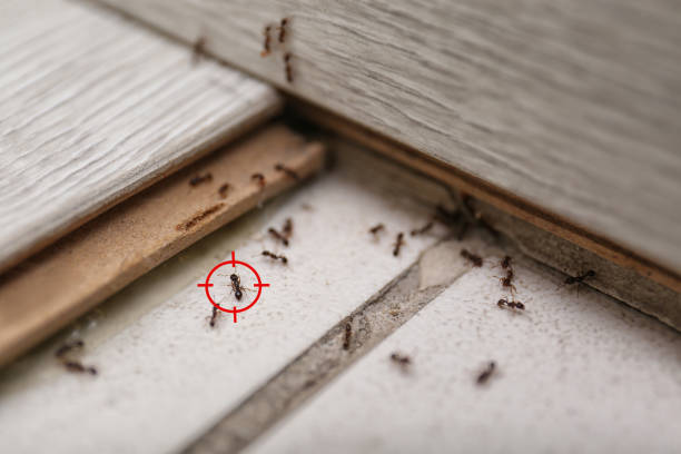 Best Affordable Pest Control Services  in Garyville, LA